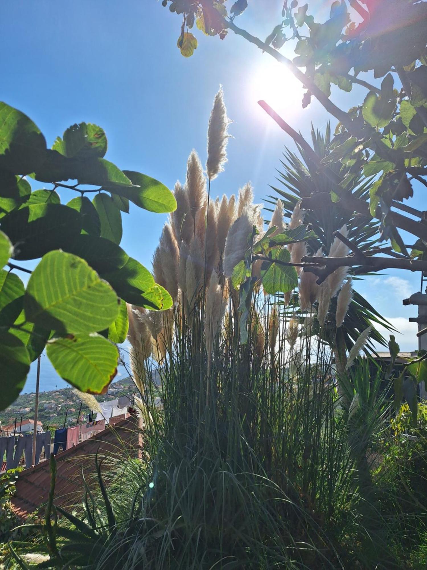 Casa-Albatros Βίλα Ponta do Sol  Εξωτερικό φωτογραφία