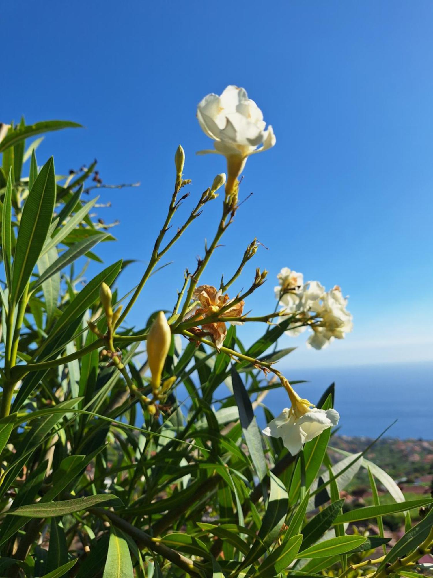 Casa-Albatros Βίλα Ponta do Sol  Εξωτερικό φωτογραφία