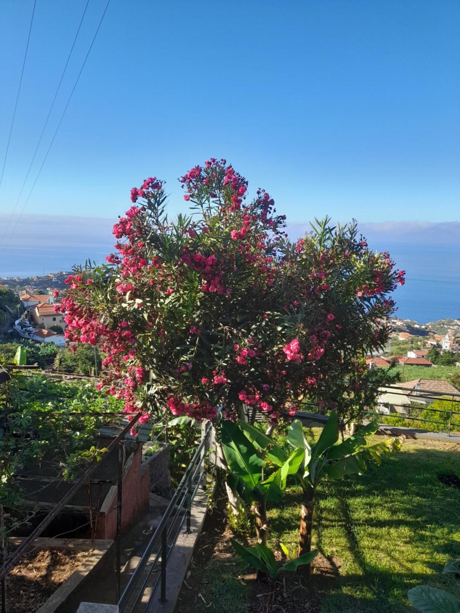 Casa-Albatros Βίλα Ponta do Sol  Εξωτερικό φωτογραφία